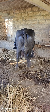 1 , 2 દિવસ ની કાશી