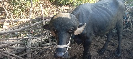 પાડો વેચવાનો