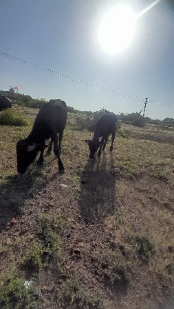 પાડી વેચવાની છે સાટા કરવાના  છે