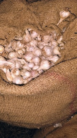 લસણ બિયારણ માટે