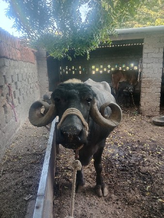 ભેંશ વેચવાની છે