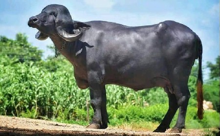 છાણીયું ખાતર લેવા માટે ફોન કરો