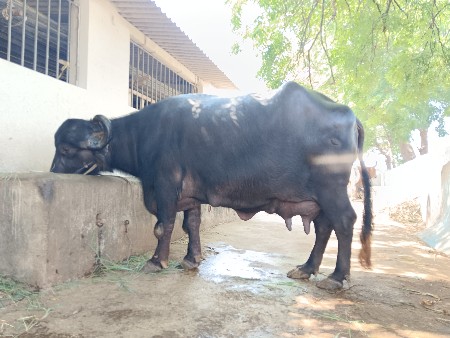 જાફરાબાદી ઓરિંજન ભેંસ