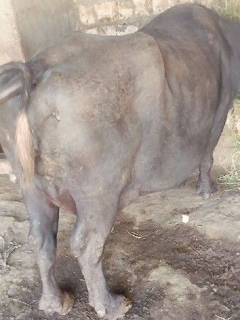 ભેસ વેસવાની છે