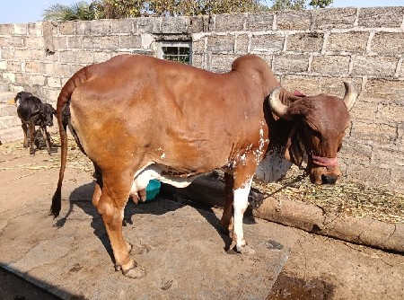 ગાય વેચવાની છે