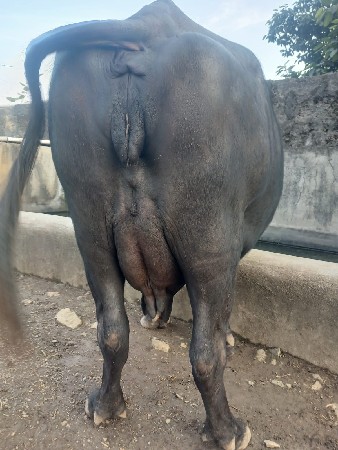 આ.ખડાયવેશવાનિછે
