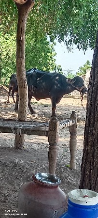 ભેંસ વેચવાની છે