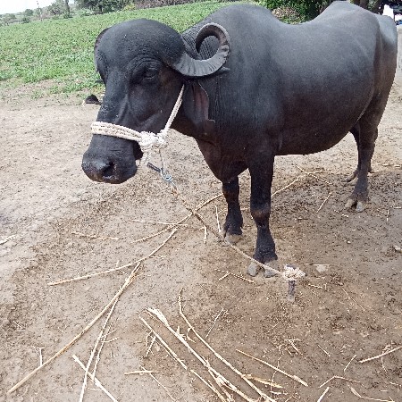 2 ભેંસ વેચવાની છે