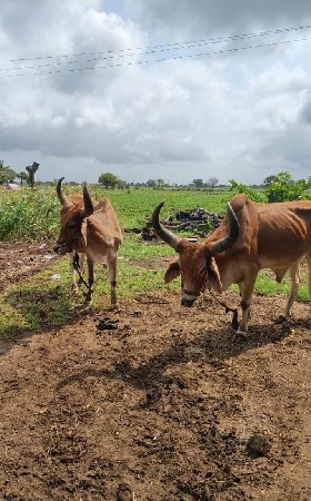 ગોઢલા વેચવાના છે
