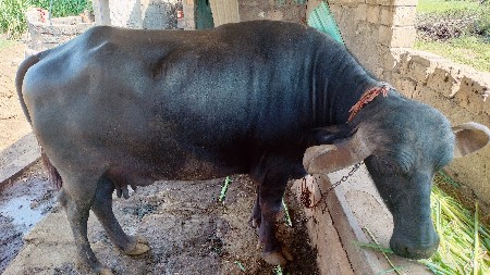 ભેંસ વેચવાની છે