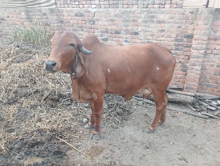 ગીર ગાય વેચવાની છે