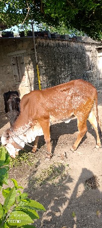 વાછડી વેચવાની છે