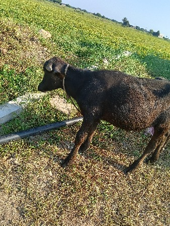 જાફરાબાદી પાડી વેચવાની છે