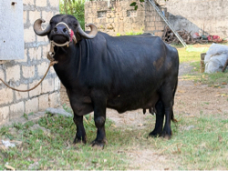 ભેસ વેચવાની છે