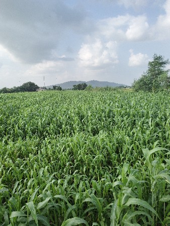 જવાર