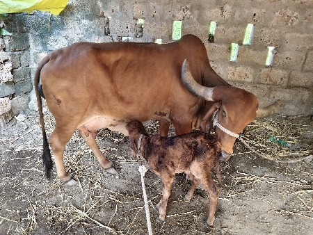 ગાય વેચવાની છે
