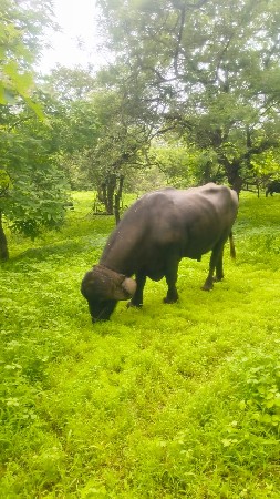 પાડો