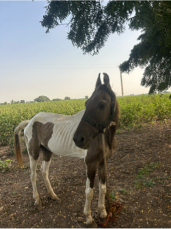 ઘોડી વેચવાની છે
થોડી દુબલી છે ઘોડો બતાવેલ છે
