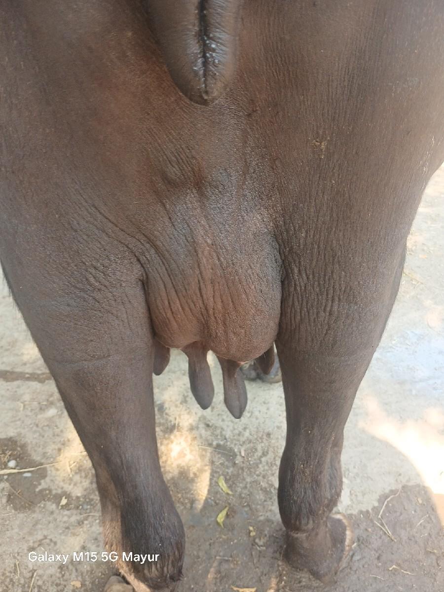 3 વેતર ની  ભેસ વેચવા ની છે