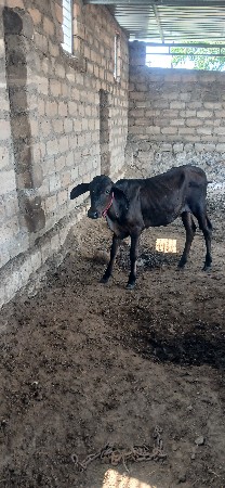 ચાર વાંસળી વેચવાની છે