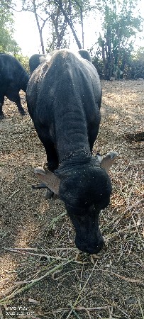 ભેંસ વેચવાની છે