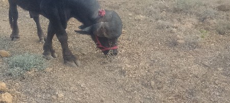 પાડો વેચવાનો છે