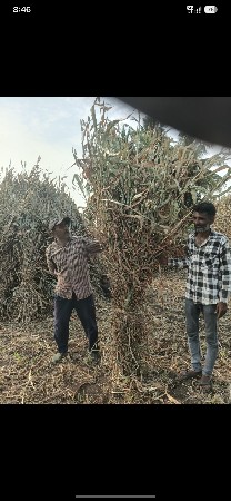 જુવાર