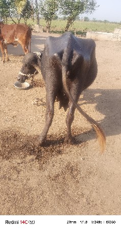 ભેંસ વેચવાની છે