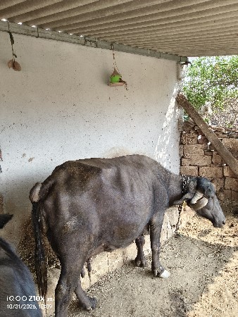 ભેંસ વેચવાની છે 9327421021