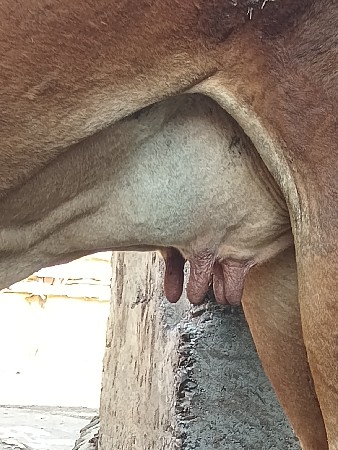 વેસ