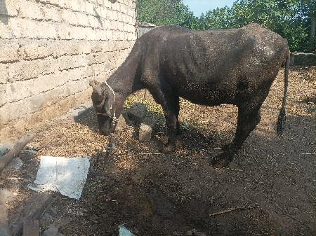 ભેંસ વેસવાની સે