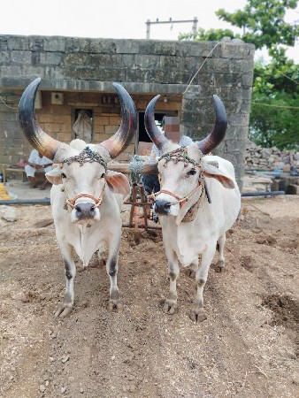 બળદ