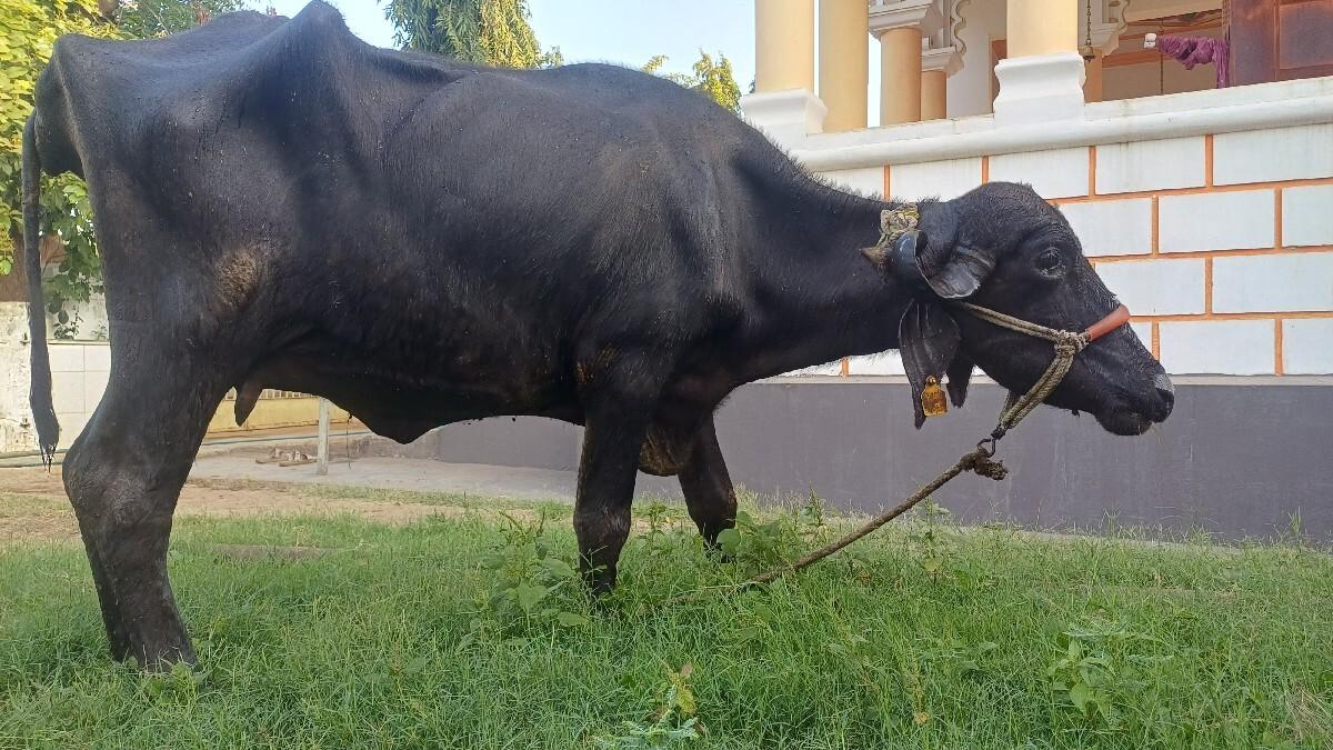 ભેસ વેસવાની છે