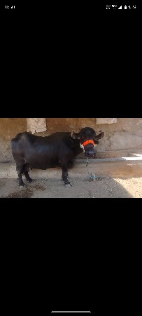 ભેંસ વેચવાની છે