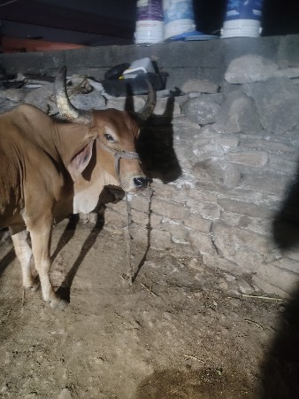 વેચવાનુ