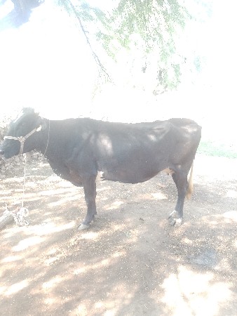 જર્સી ગાય વેચવાની છે