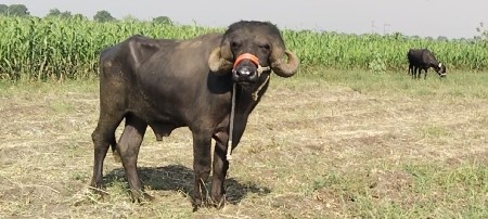 પાડો વેચવાનો છે