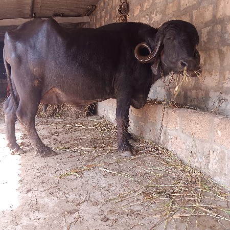 ભેંસ વેચવાની છે