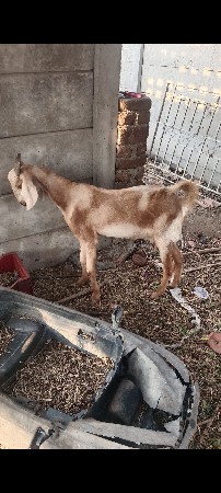 બકરી વેચવાની છે