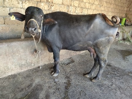 ચાર 4લીટર દૂધ બીજું વેટર ચાર લીટર