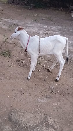 ગાય વેચવાની છે ત્રીજુ વેતર નીચે