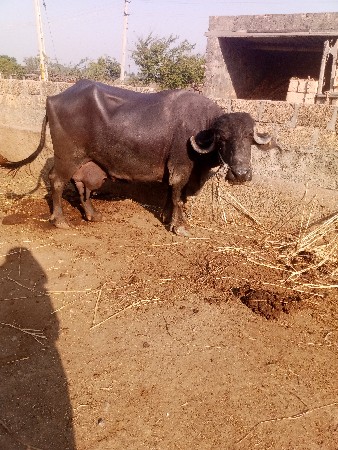 ભેસ