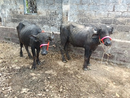 3ખડેલા વેચવાના સે