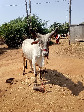 બળદ વેચવાનો છે