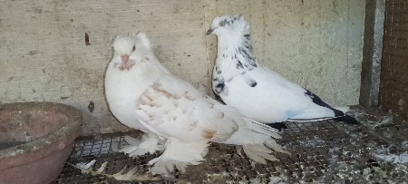 હિંગર્યન કબૂતર વેચવાના છે