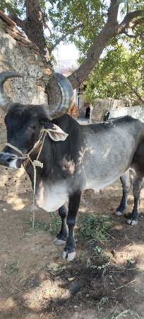 બળદ વેચવાના છે