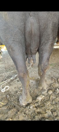 3જુ વેતર 10દિવસ ની કાચી
