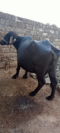 ભેંસ વેચવાની છે