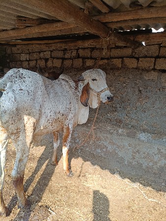 કાબરી વોકી વેચવાની સે