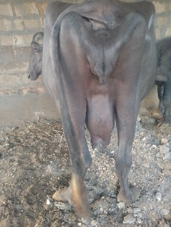 ભેસ વેચવાની છે